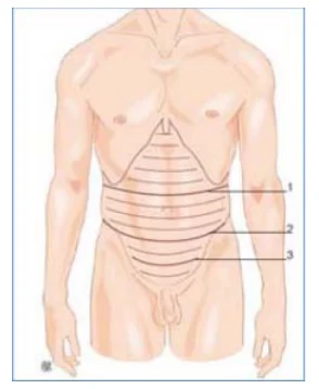 Illustration anatomique ou technique extraite de la thèse