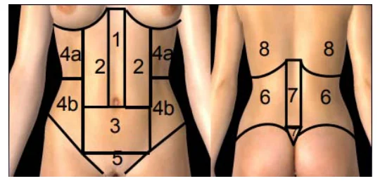 Illustration anatomique ou technique extraite de la thèse