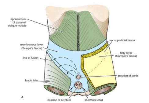 Illustration anatomique ou technique extraite de la thèse