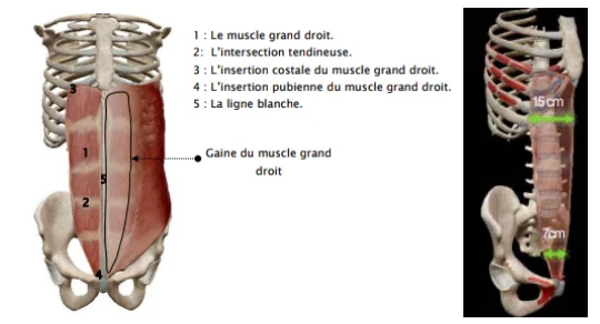 Illustration anatomique ou technique extraite de la thèse