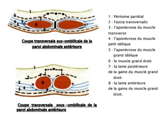 Illustration anatomique ou technique extraite de la thèse