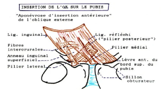 Illustration anatomique ou technique extraite de la thèse