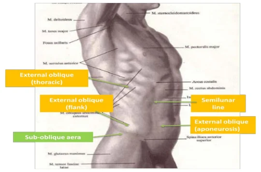 Illustration anatomique ou technique extraite de la thèse