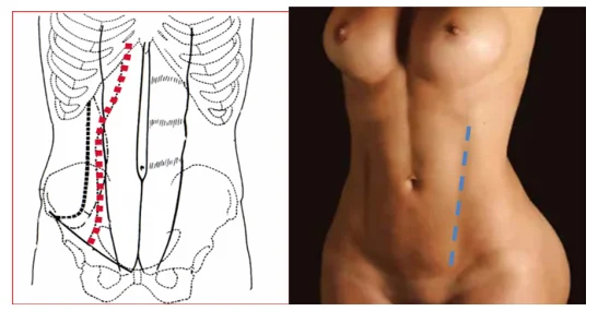 Illustration anatomique ou technique extraite de la thèse