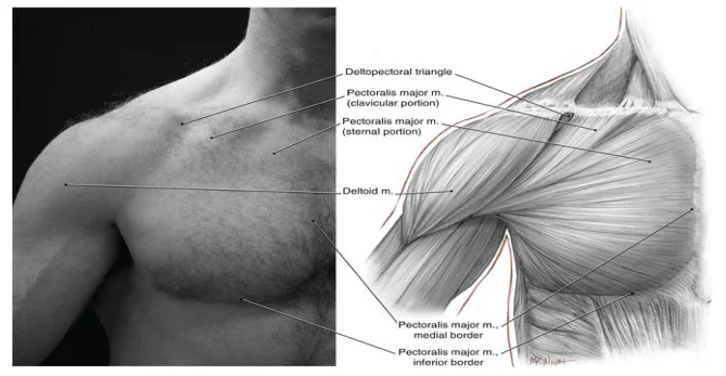 Illustration anatomique ou technique extraite de la thèse