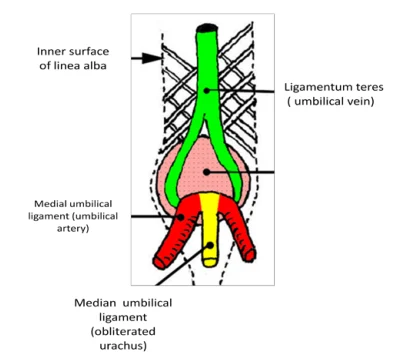 Illustration anatomique ou technique extraite de la thèse
