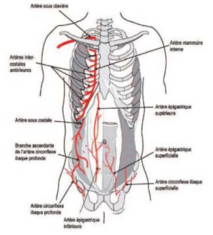 Illustration anatomique ou technique extraite de la thèse