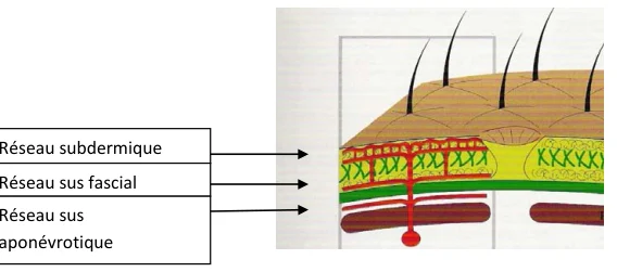 Illustration anatomique ou technique extraite de la thèse