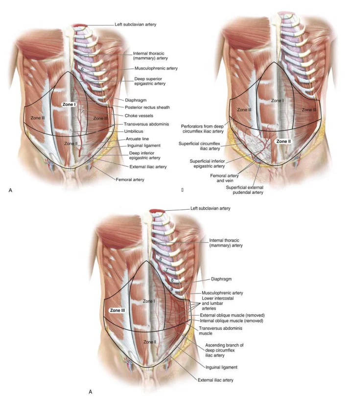 Illustration anatomique ou technique extraite de la thèse