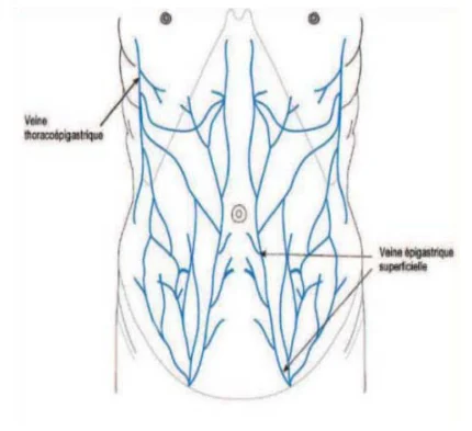Illustration anatomique ou technique extraite de la thèse