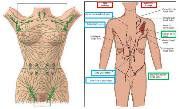 Illustration anatomique ou technique extraite de la thèse
