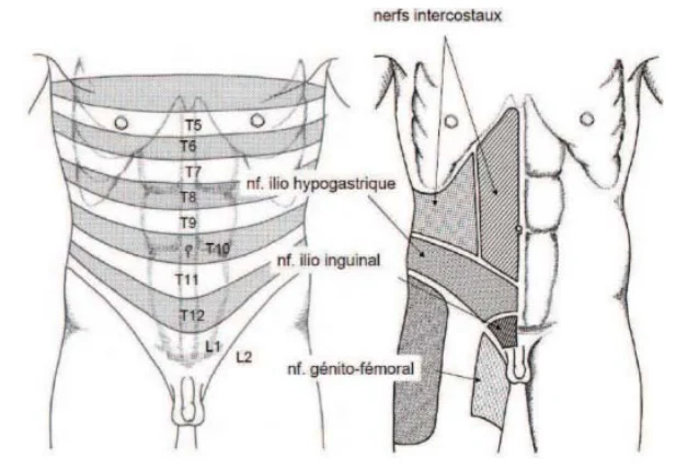 Illustration anatomique ou technique extraite de la thèse