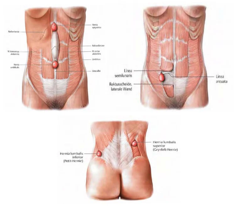 Illustration anatomique ou technique extraite de la thèse