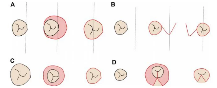 Illustration anatomique ou technique extraite de la thèse