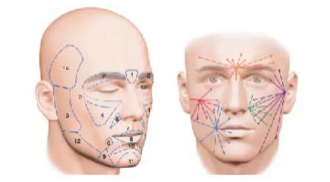 Illustration anatomique ou technique extraite de la thèse