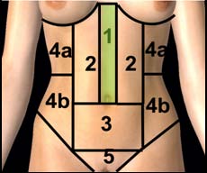 Zone anatomique 1